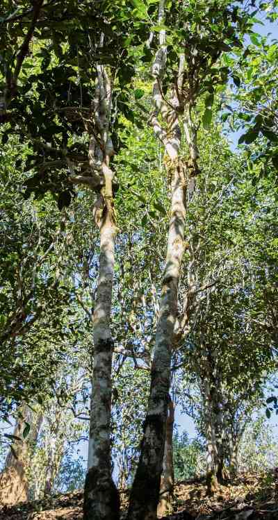 老同志入山里-布朗山1号