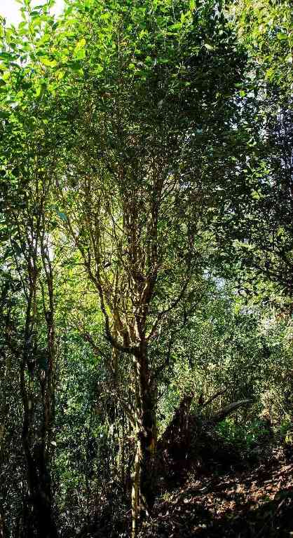 老同志入山里-布朗山1号