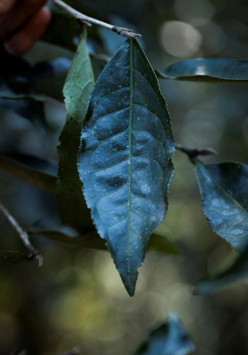 老同志入山里-布朗山1号