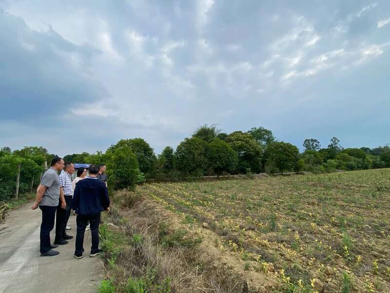 国家茶叶产业技术体系岗位专家一行莅临邛崃调研