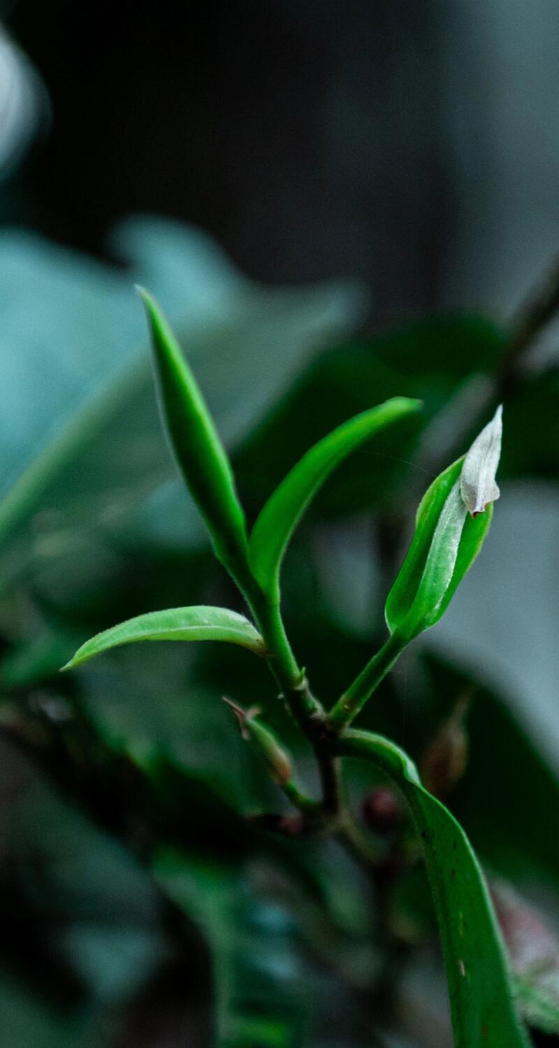 老同志入山里-布朗山1号