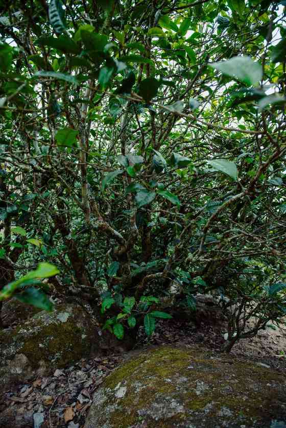 老同志入山里- “岩韵”普洱的硬核诠释