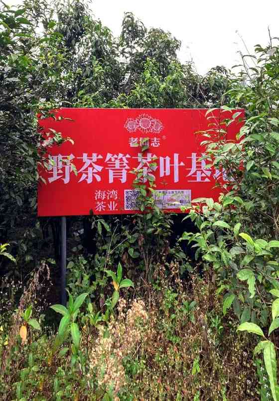 老同志入山里- “岩韵”普洱的硬核诠释