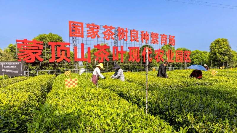 深入实施“茶业提效”工程 持续阔步走在中国茶产业高质量发展第一方阵