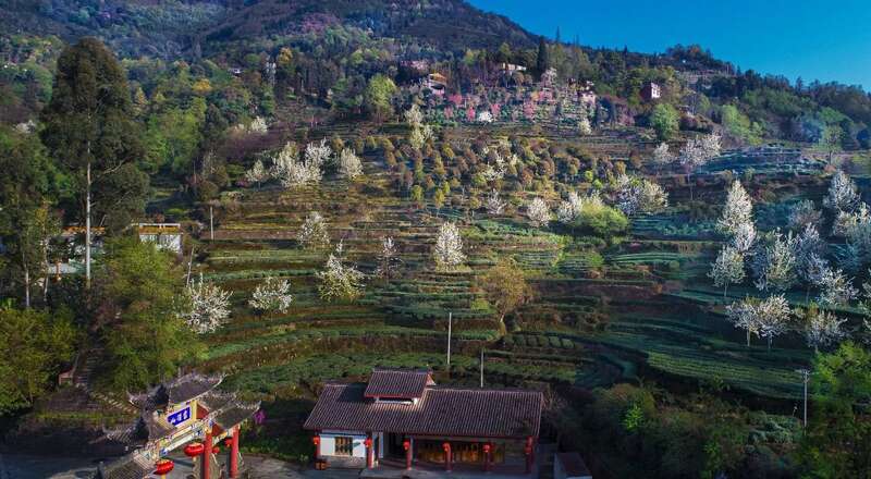 深入实施“茶业提效”工程 持续阔步走在中国茶产业高质量发展第一方阵