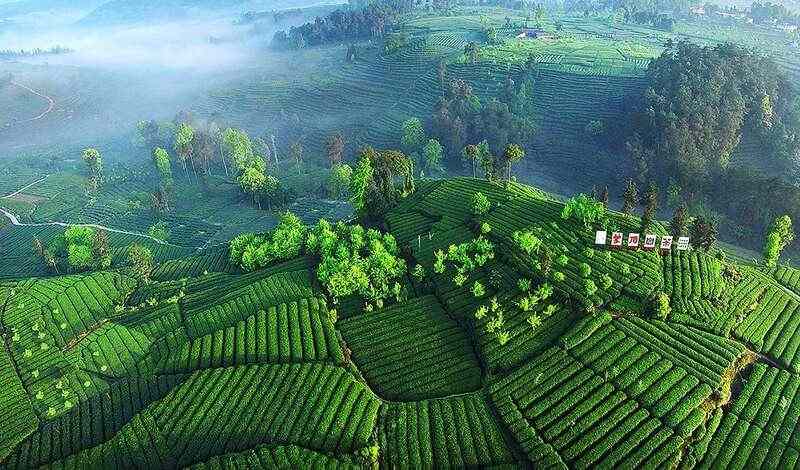 深入实施“茶业提效”工程 持续阔步走在中国茶产业高质量发展第一方阵