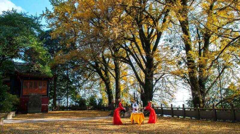 深入实施“茶业提效”工程 持续阔步走在中国茶产业高质量发展第一方阵