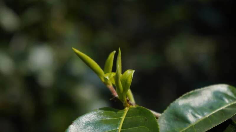 润元昌醉人心魂班章味：每一滴，都不舍得浪费
