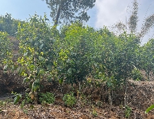 当古树茶价格破万，下一个爆款却是台地茶？