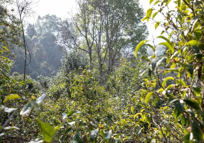 2025老同志大展宏图生茶，以勐海之魂，启宏图之志