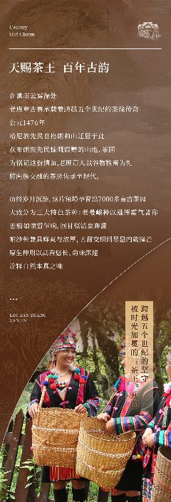 陈升号2025年“老班章·感恩”产品面市
