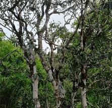 好茶不用讲故事，好喝才是王道！