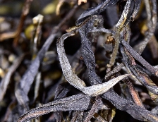 好茶不用讲故事，好喝才是王道！