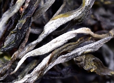 没有故事包装的茶叶到底值不值得喝？