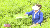 夏茶采收加工忙 绿色产业红利旺
