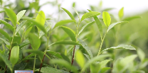 夏茶采收加工忙 绿色产业红利旺