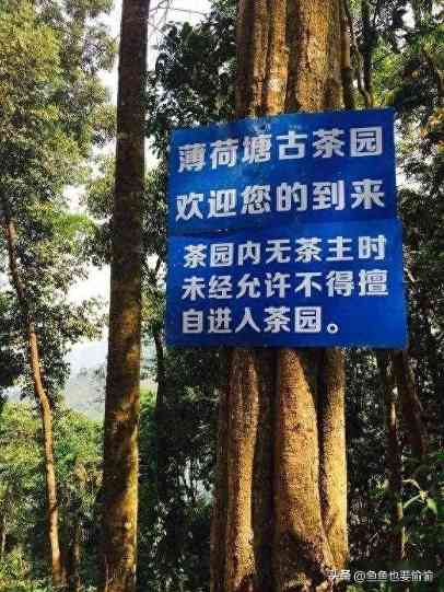 普洱茶原料分级全解析，轻松辨别正品与低价陷阱