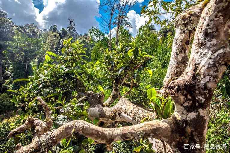 普洱茶烟味来源解析：优质茶品通常自带层次感烟香