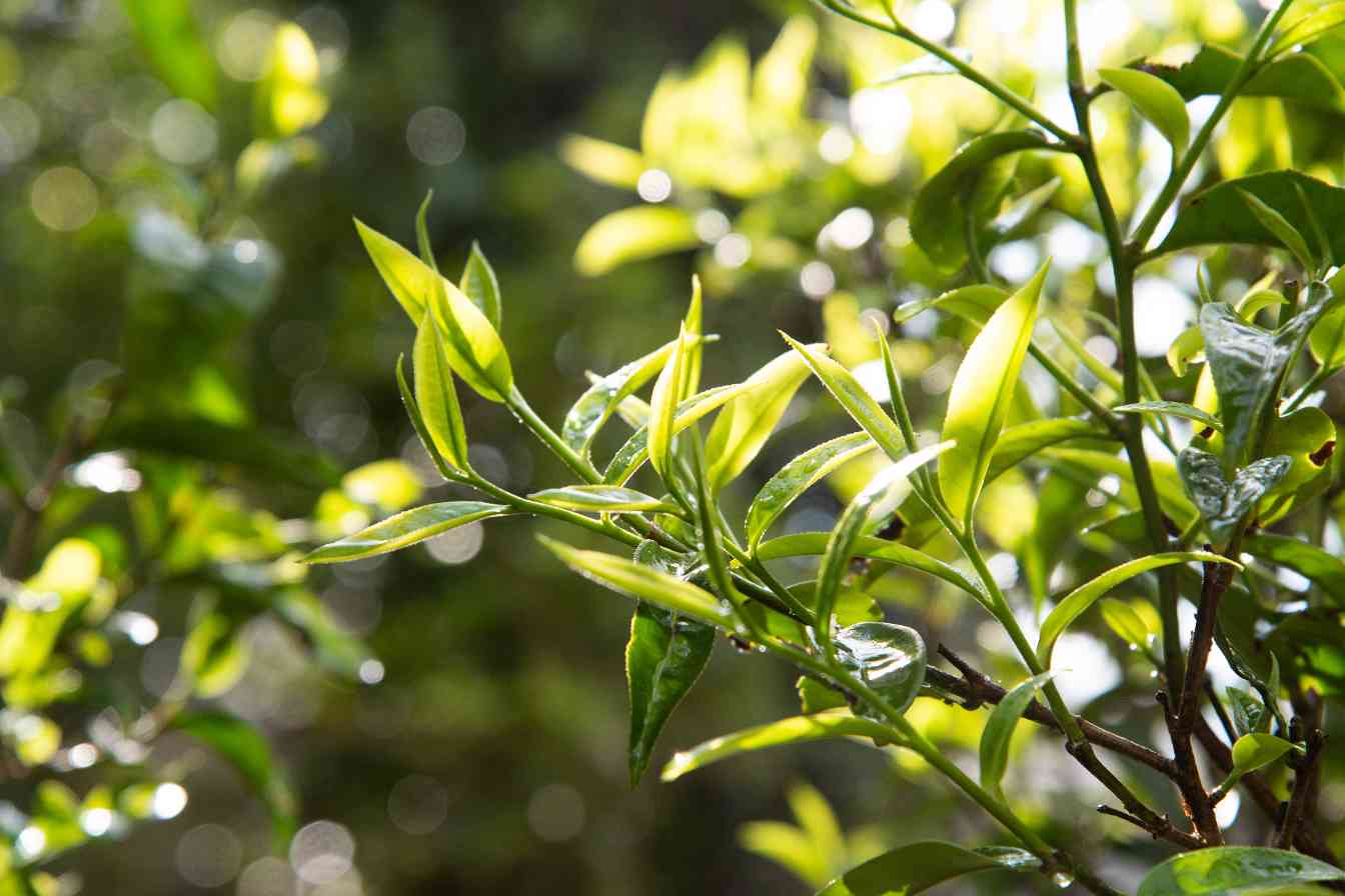 如何区分有机茶与普通茶？关键在于认证标准