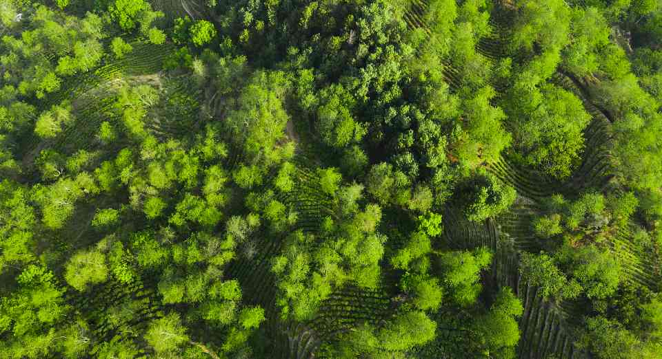 如何区分有机茶与普通茶？关键在于认证标准