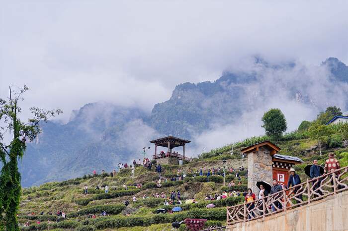 九龙县闯出茶叶高附加值赛道