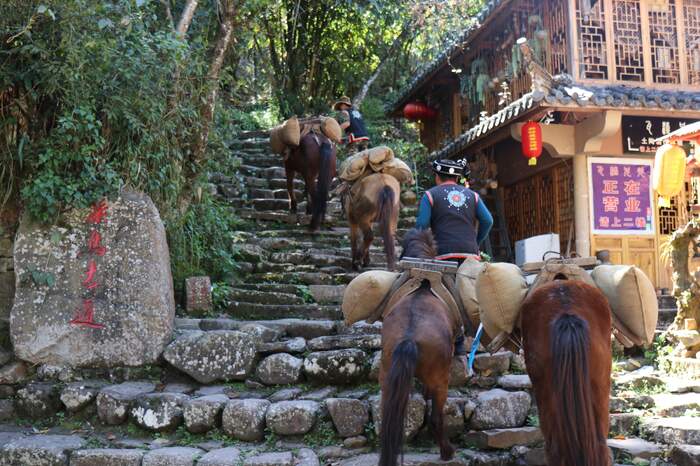 茶藏古今 道通天下——普洱市委书记李庆元在2025年第五届景迈山论坛上的主旨演讲
