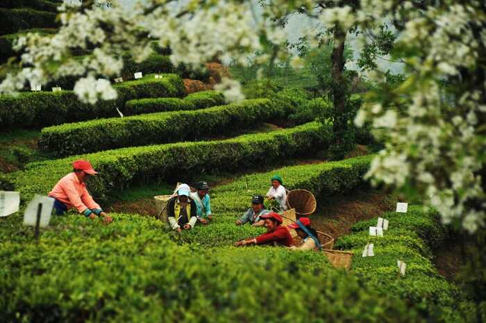 品牌与品质双重保障，铸就绿色云品——下关沱茶