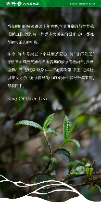 名山荟萃·万象天成 陈升号2025年“老班章·映象”面市