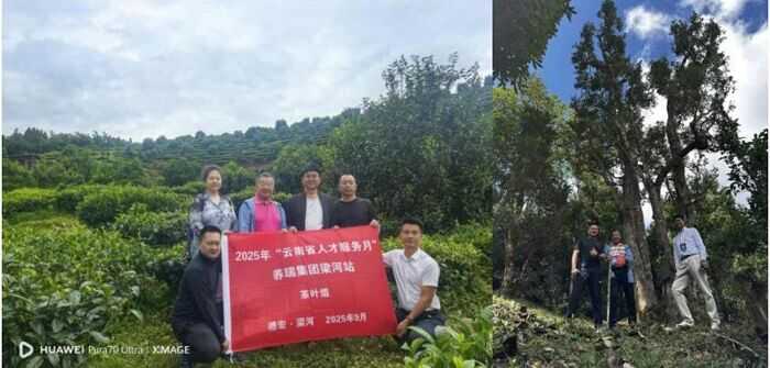 茶叶专家为企业开展科技服务 助力梁河乡村全面振兴