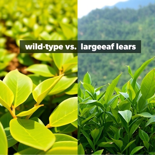 野99与大叶系绿大树如何鉴别