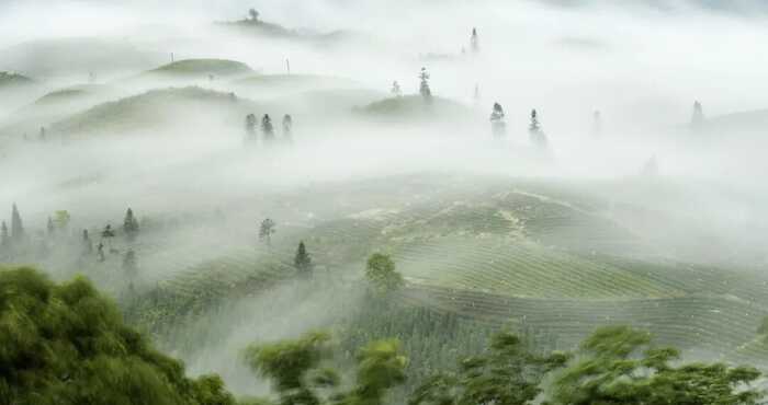 喜报！荥经黑茶荣获“最受欢迎产品”奖