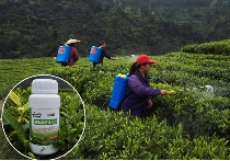 茶叶硒含量影响因素研究进展