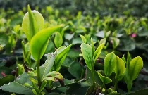 茶叶硒含量影响因素研究进展