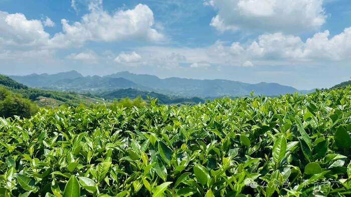 茶叶硒含量影响因素研究进展