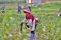茶叶硒含量影响因素研究进展