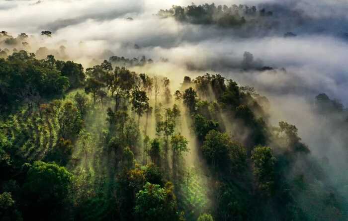 全国人大官微发布：云南人大立法守护古茶林千年茶韵