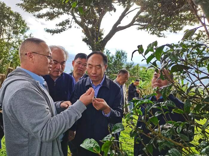 全国人大官微发布：云南人大立法守护古茶林千年茶韵