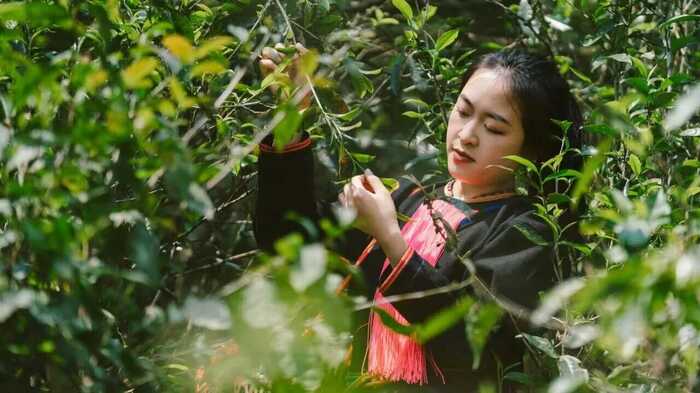 全国人大官微发布：云南人大立法守护古茶林千年茶韵