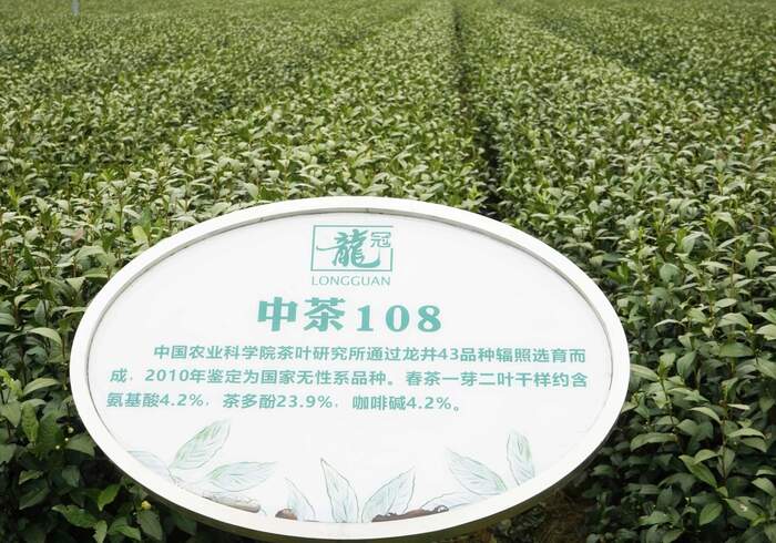 茶叶硒含量影响因素研究进展