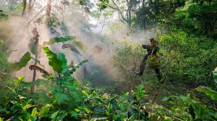 全国人大官微发布：云南人大立法守护古茶林千年茶韵