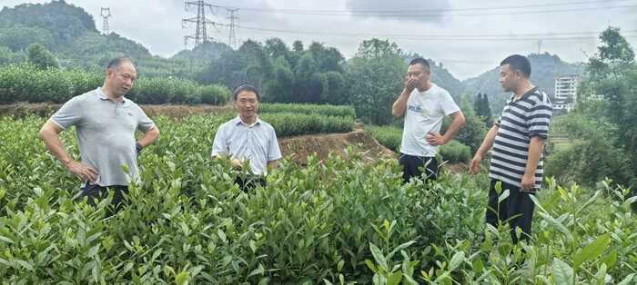 科技赋能茶园科学管理 省市联动助力产业发展