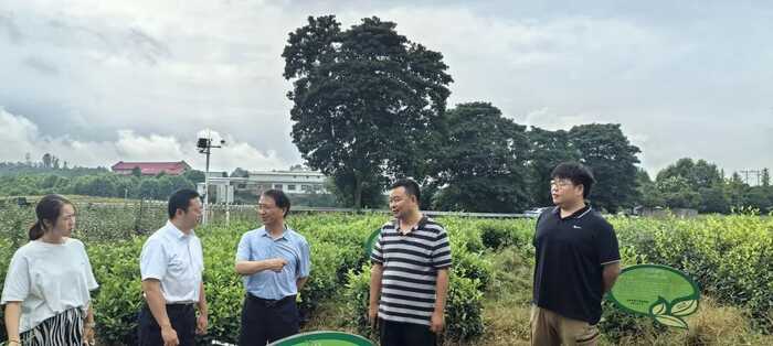 科技赋能茶园科学管理 省市联动助力产业发展