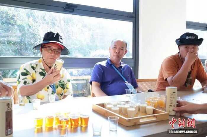 一片茶叶富了一个村 海外华媒探访“坦洋工夫”红茶发源地