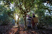 普洱景迈山古茶林文化景观申遗成功两年来：茶香飘四方 风景这边好