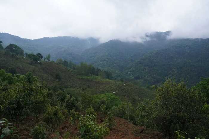 下关冰岛古树饼茶：五寨交响 科学拼配的味觉魔法