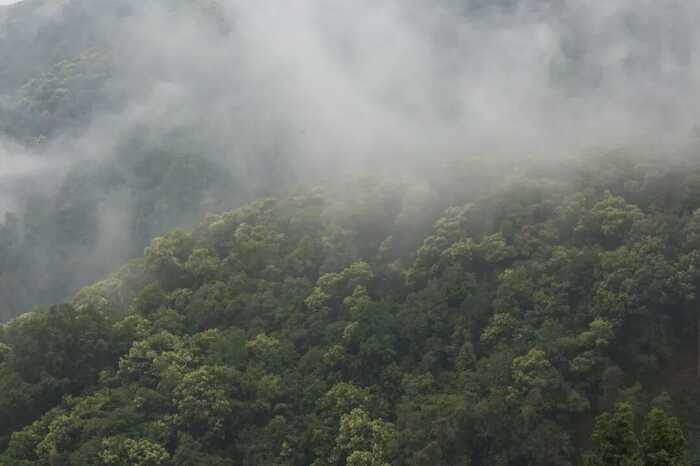 下关冰岛古树饼茶：五寨交响 科学拼配的味觉魔法
