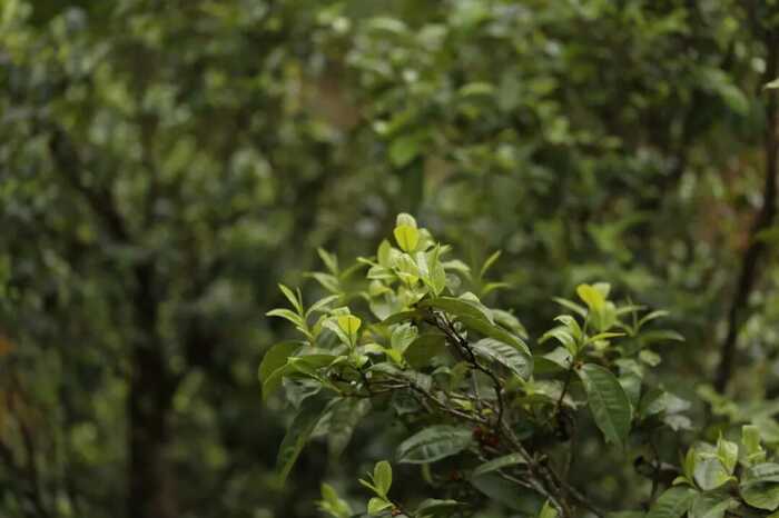 下关冰岛古树饼茶：五寨交响 科学拼配的味觉魔法