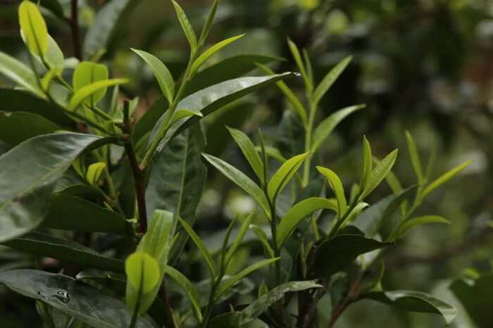 下关冰岛古树饼茶：五寨交响 科学拼配的味觉魔法