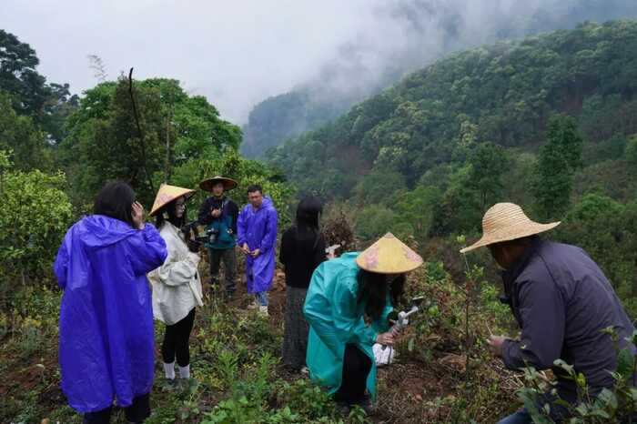 下关冰岛古树饼茶：五寨交响 科学拼配的味觉魔法
