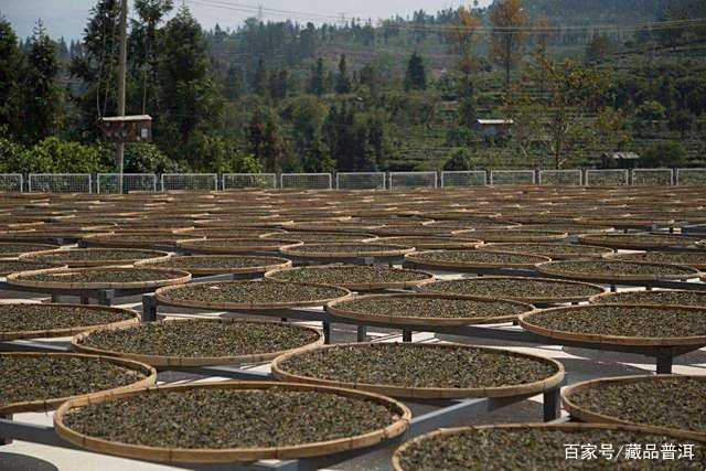 普洱茶5个冷知识：从茶类到品鉴的真相揭秘